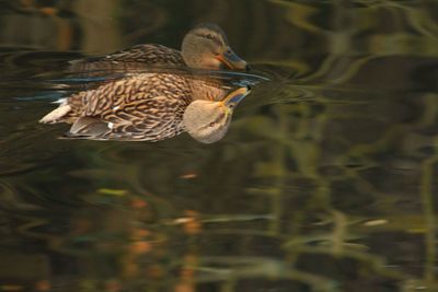 Close-up of bird