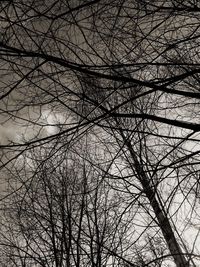 Low angle view of bare trees against sky