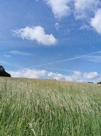 Scenic view of agricultural field against sky