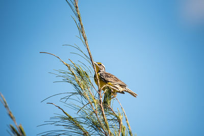 Low angle view of bird perching on plant against sky