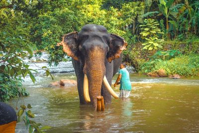 View of elephant in forest