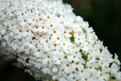 Close-up of white flowering plant