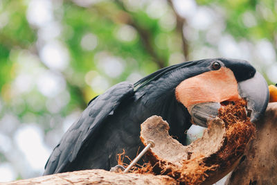 Close-up of bird perching on wood