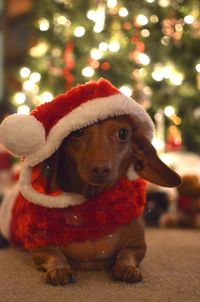 Close-up of dog looking away