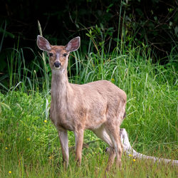 Portrait of deer standing on land