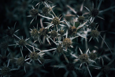 A close up of a spiky meadow plant 