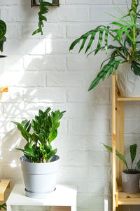 Potted plant on wall
