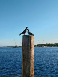 Bird perching on wooden post in sea against sky