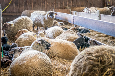 Flock of sheep in pen