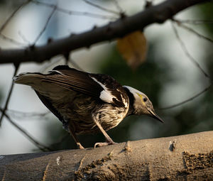 Close-up of bird perching on branch