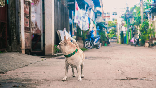 Dog standing on footpath