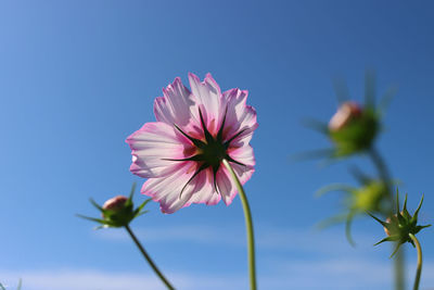 Close-up of pink flowering plant against blue sky