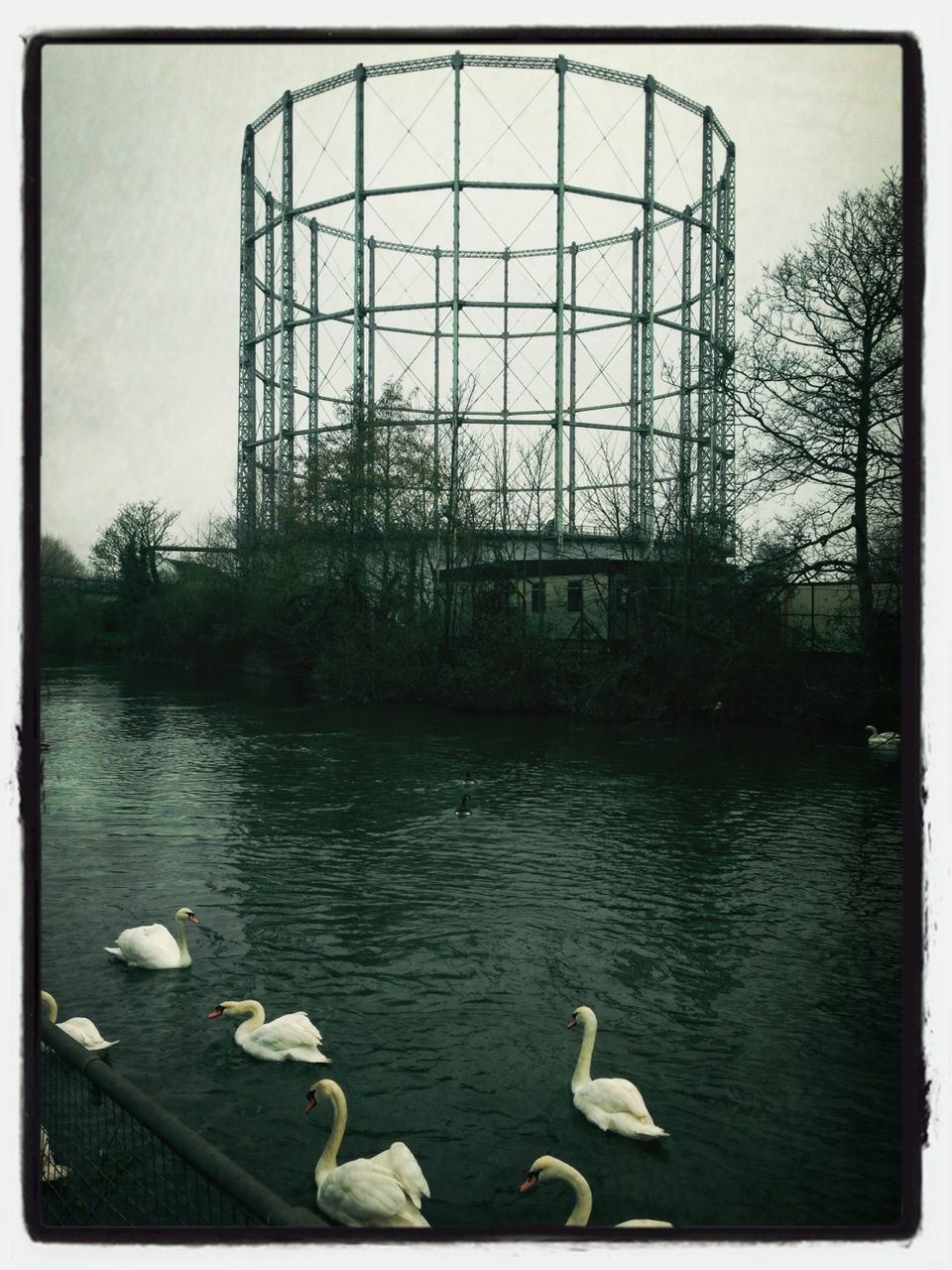 bird, animal themes, animals in the wild, wildlife, transfer print, water, auto post production filter, flock of birds, reflection, duck, lake, medium group of animals, swimming, perching, nature, swan, seagull, day, outdoors