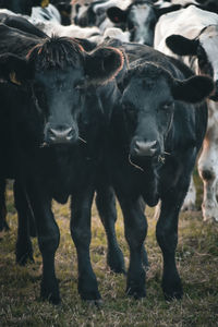 Cows on field