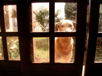 Close-up of cat on window