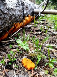Close-up of plant growing on field