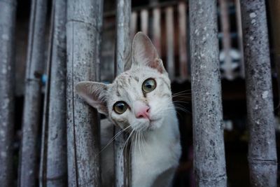 Portrait of cat looking through bamboos