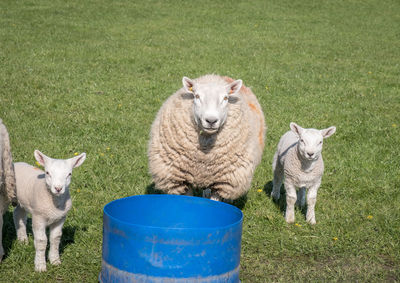 Portrait of sheep in a field