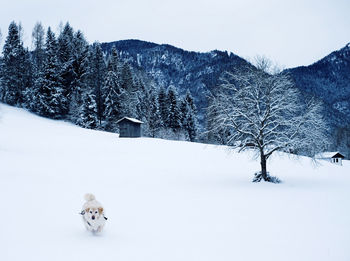 View of dog on snow covered land