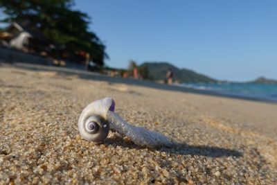 Close-up of lizard on beach