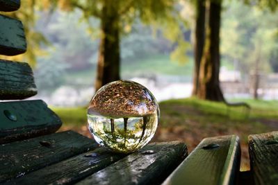 Close-up of crystal ball in forest