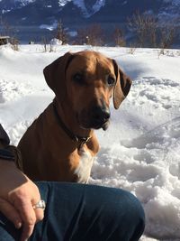 Dog sitting on snowy field during winter