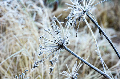 Close-up of dried plant on land