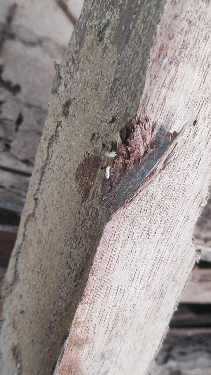 HIGH ANGLE VIEW OF TREE BARK