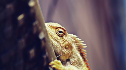 Close-up of a lizard