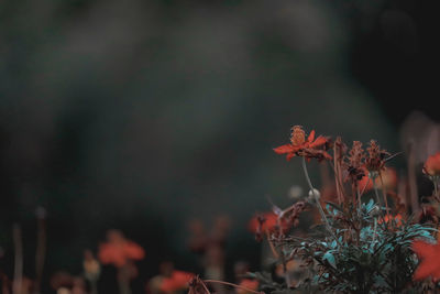 Close-up of flowering plants against blurred background