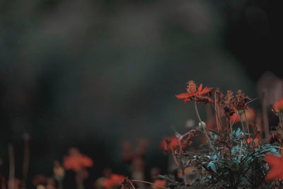 Close-up of flowering plants against blurred background