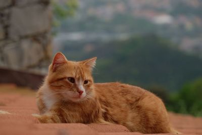 Close-up portrait of a cat