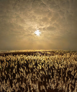 Plants growing on field against sky during sunset