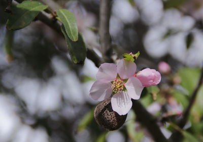 Close-up of flowering plant