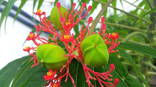 Close-up of red flowers blooming on plant