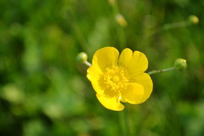 Close-up of yellow flower blooming outdoors