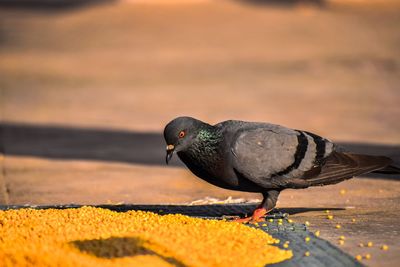 Close-up of pigeon