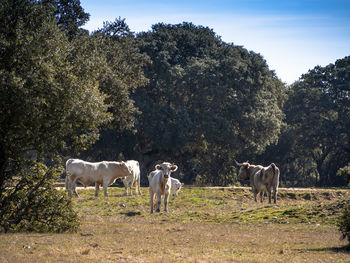 Cows on field