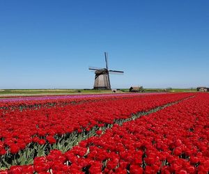 Red flowers on field against clear sky