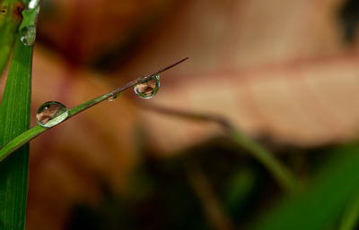 Close-up of water drops on plant