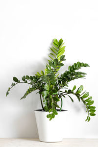 Zamioculcas zamiifolia or zz plant in white flower pot stand on wooden table on a light background. 