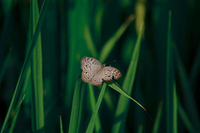 Close-up of butterfly on grass