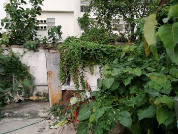 Plants growing in yard of building