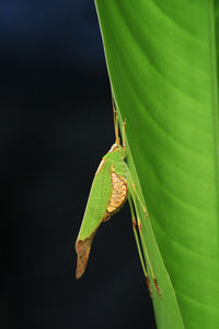 Close-up of insect on leaf