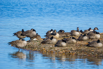 Ducks in lake