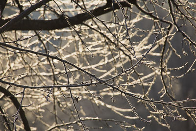 Close-up of bare tree branches