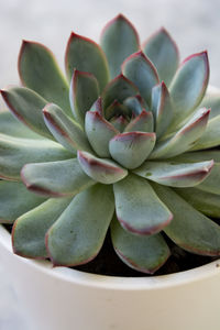 Close-up of succulent plant