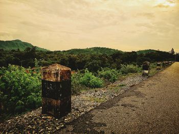 Plants growing on field by road against sky