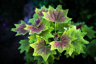 Close-up of leaves