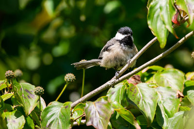 Close-up of bird perching on a plant